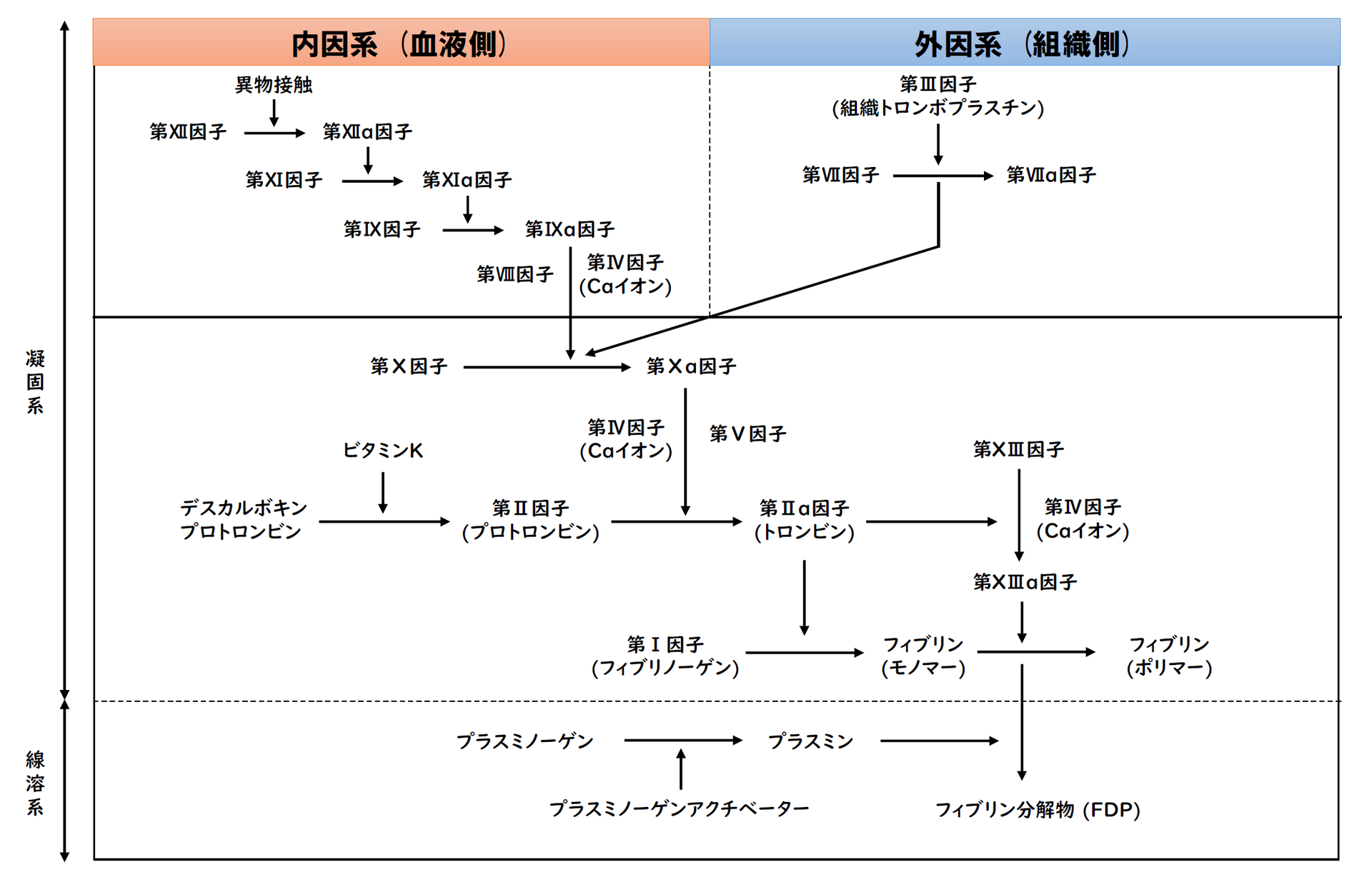 抗血栓薬 血栓溶解薬に関するまとめ 薬剤師国家試験と臨床の部屋